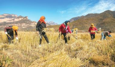 左權(quán)縣百畝水稻試種成功